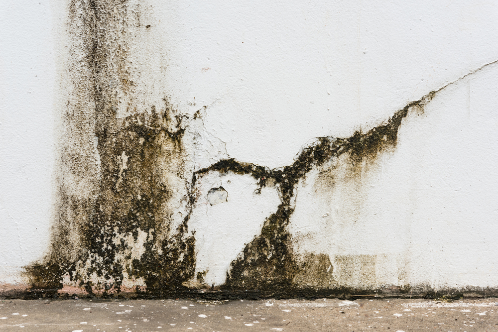 Why Mould Is The The New Asbestos What The Naturopath Said
